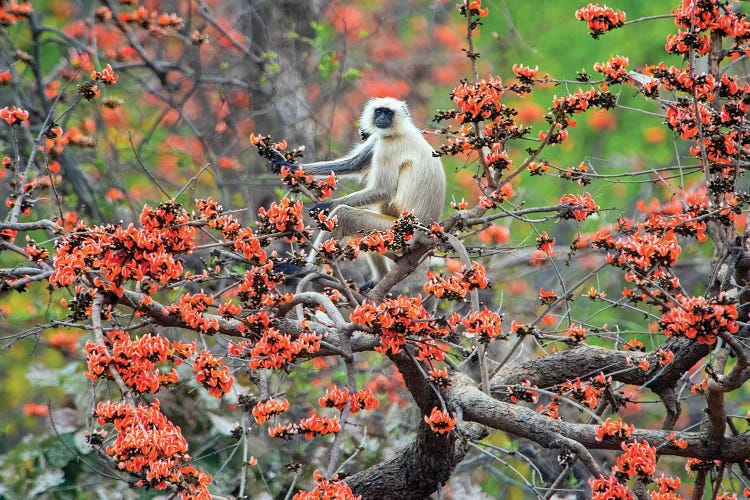 Langur monkey sitting on tree, India