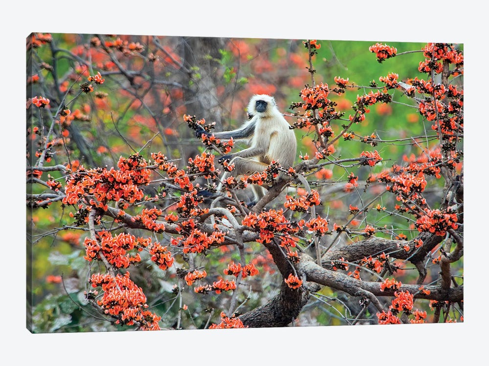 Langur monkey sitting on tree, India by Panoramic Images 1-piece Art Print
