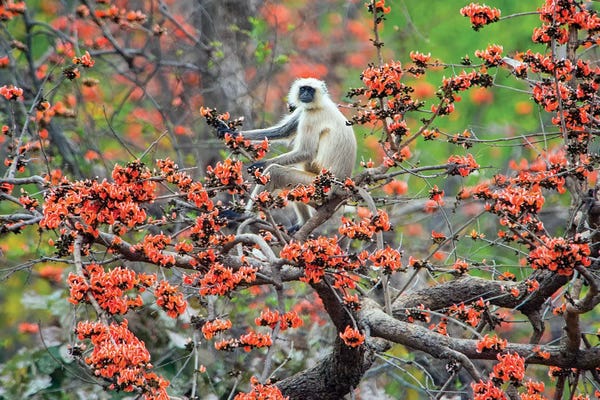 Monkeys: Langur monkey sitting on tree, India by Panoramic Images