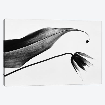 Leaf & flower Canvas Print #PIM15552} by Panoramic Images Canvas Wall Art