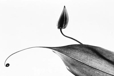 Leaves by Panoramic Images canvas print