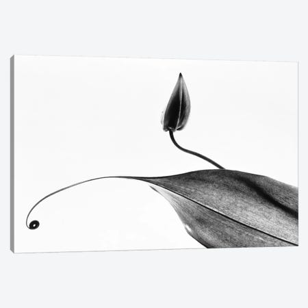 Leaves Canvas Print #PIM15553} by Panoramic Images Canvas Art