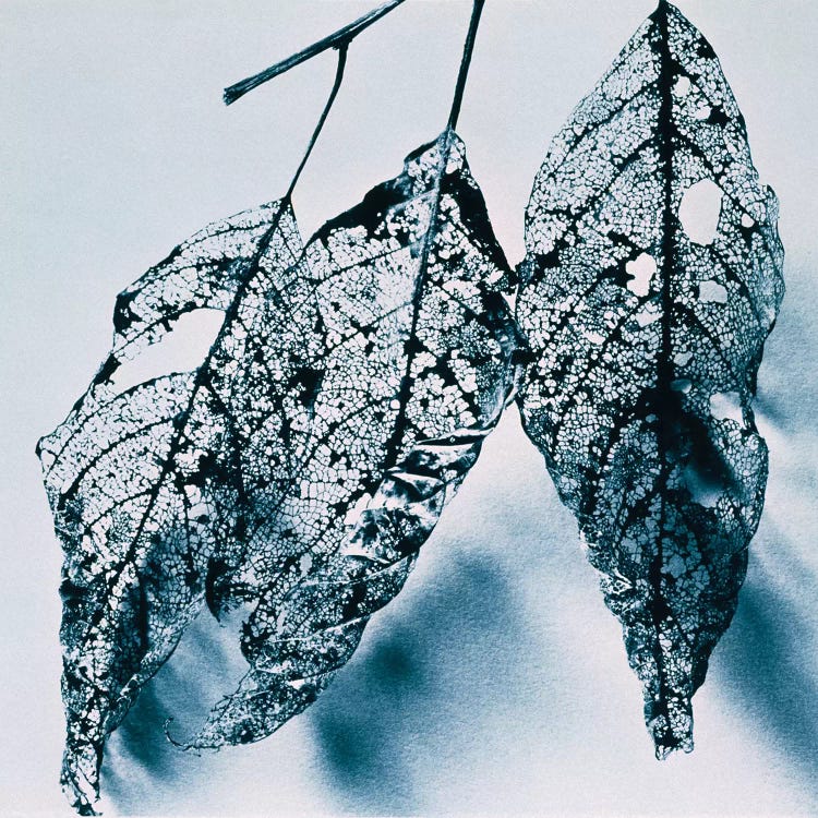 Leaves