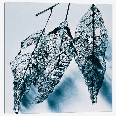 Leaves Canvas Print #PIM15554} by Panoramic Images Art Print