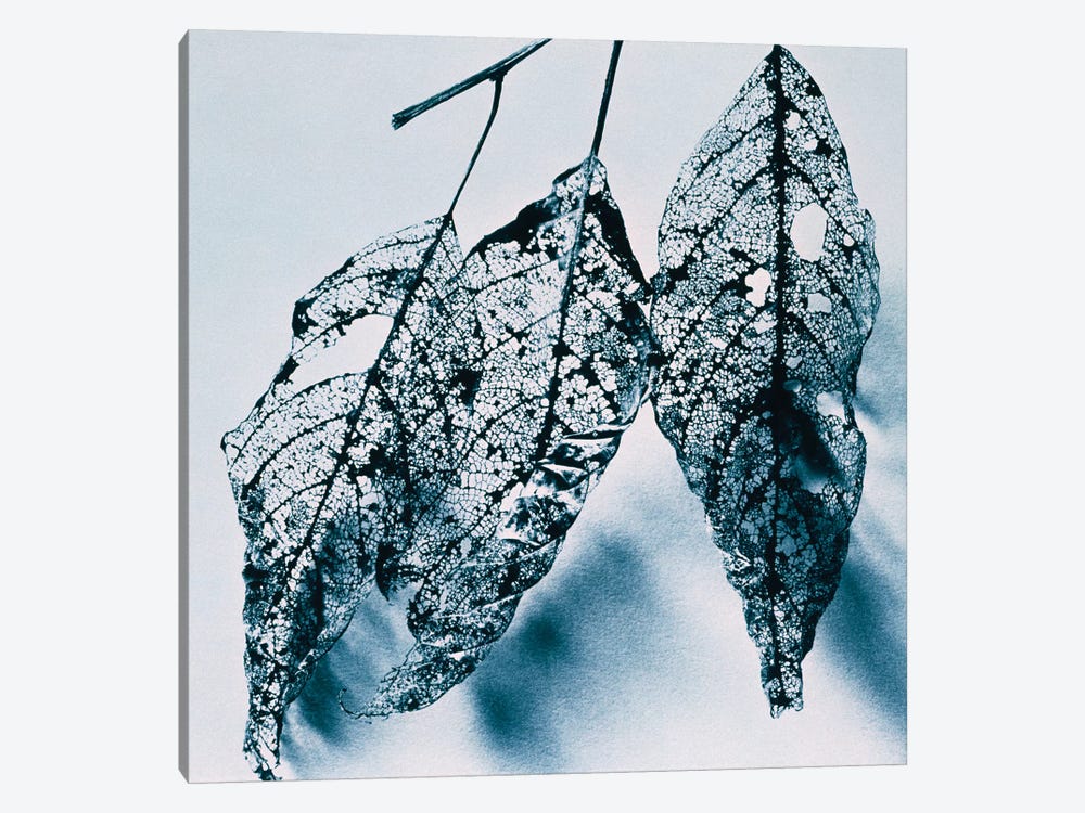 Leaves by Panoramic Images 1-piece Canvas Art Print