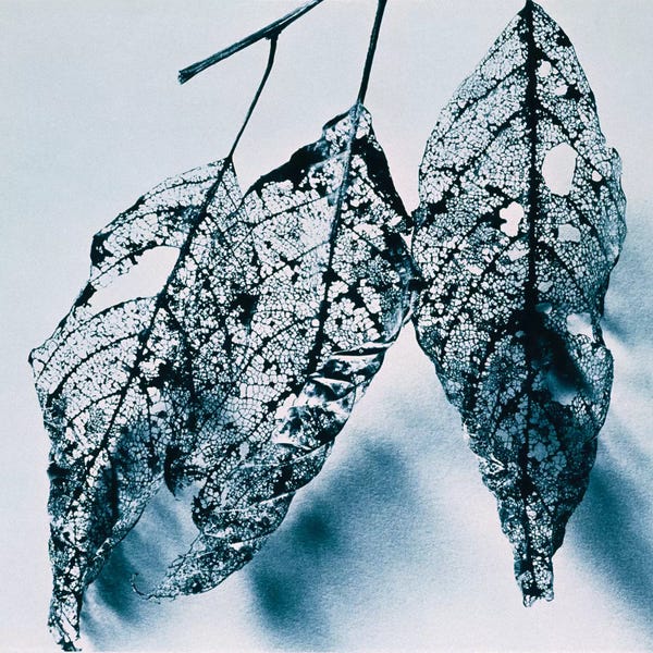 Leaves