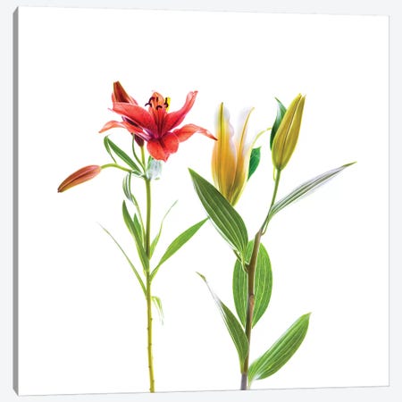 Lilies against white background Canvas Print #PIM15560} by Panoramic Images Canvas Print