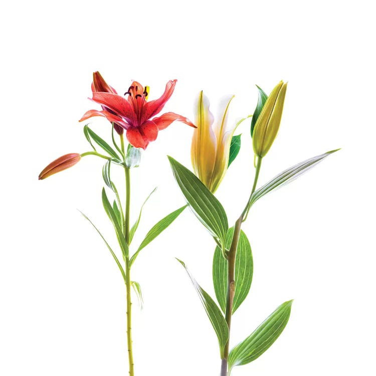 Lilies against white background