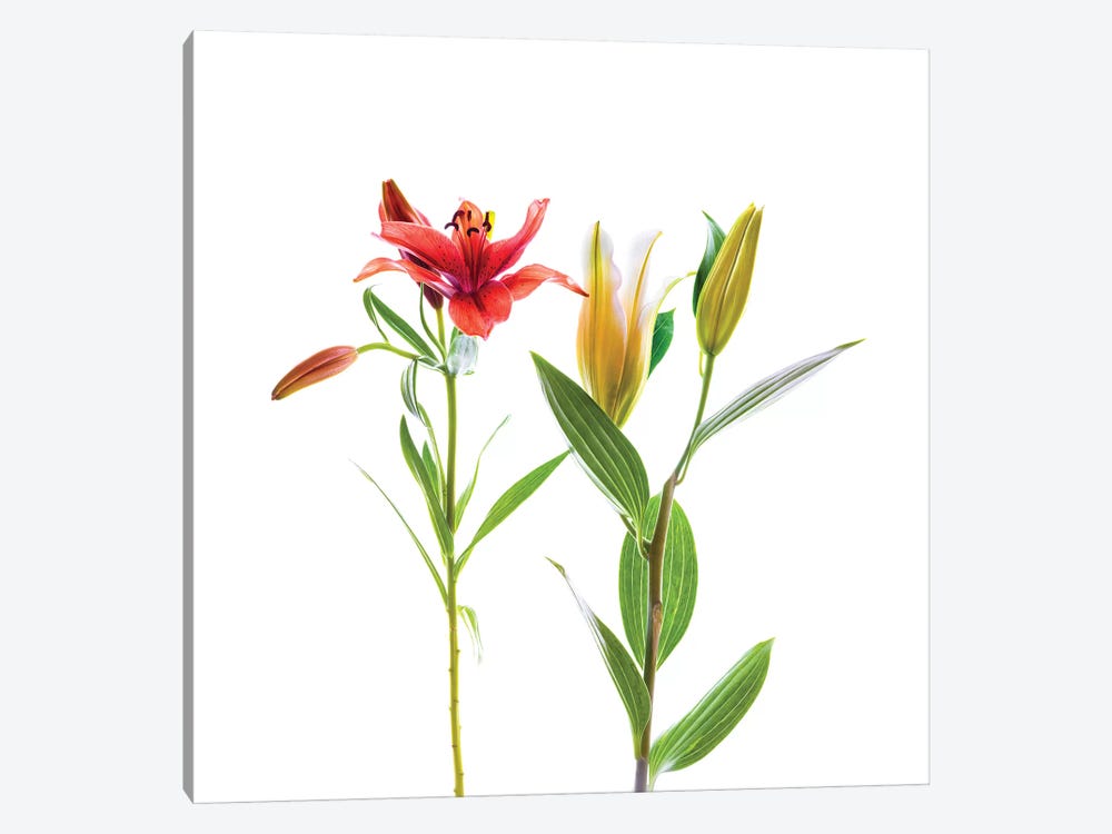 Lilies against white background by Panoramic Images 1-piece Canvas Artwork