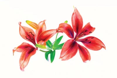 Lilies against white background by Panoramic Images canvas print