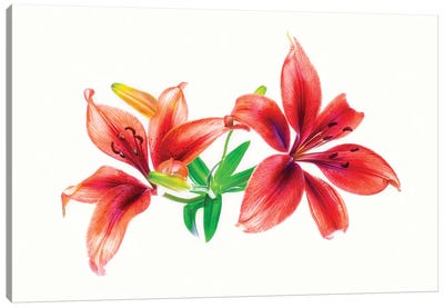Lilies against white background Canvas Art Print - Lily Art