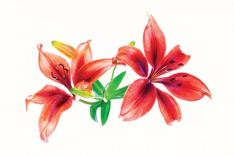 Lilies against white background