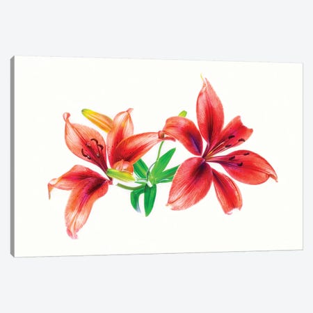 Lilies against white background Canvas Print #PIM15561} by Panoramic Images Canvas Art Print