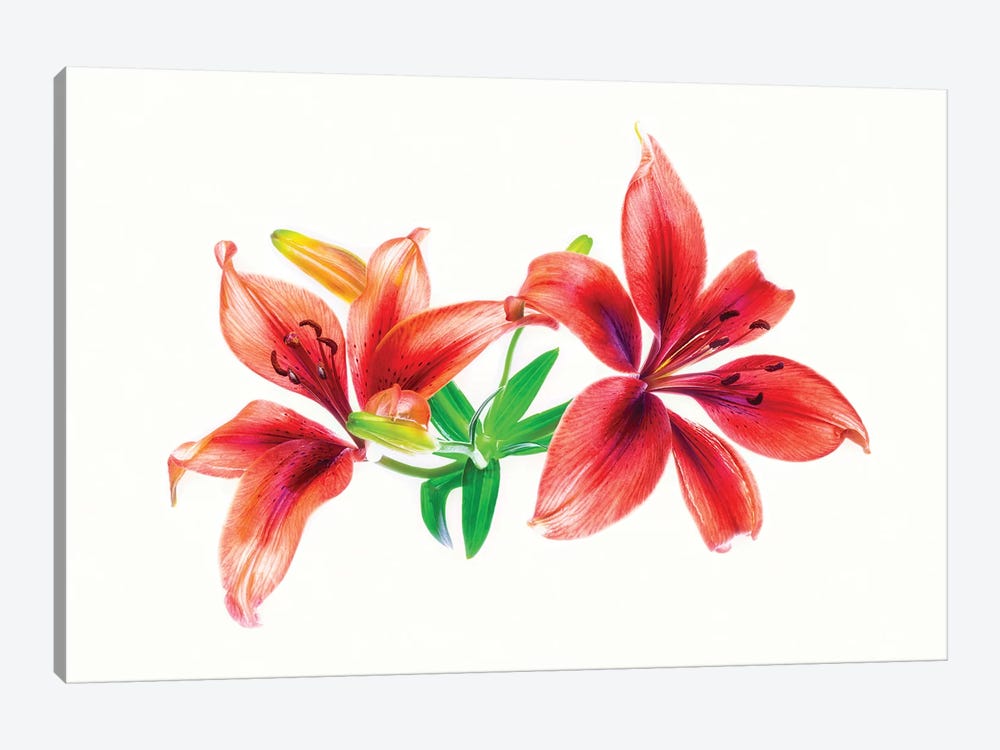 Lilies against white background by Panoramic Images 1-piece Art Print