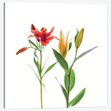 Lilies on a white background Canvas Print #PIM15562} by Panoramic Images Canvas Art Print