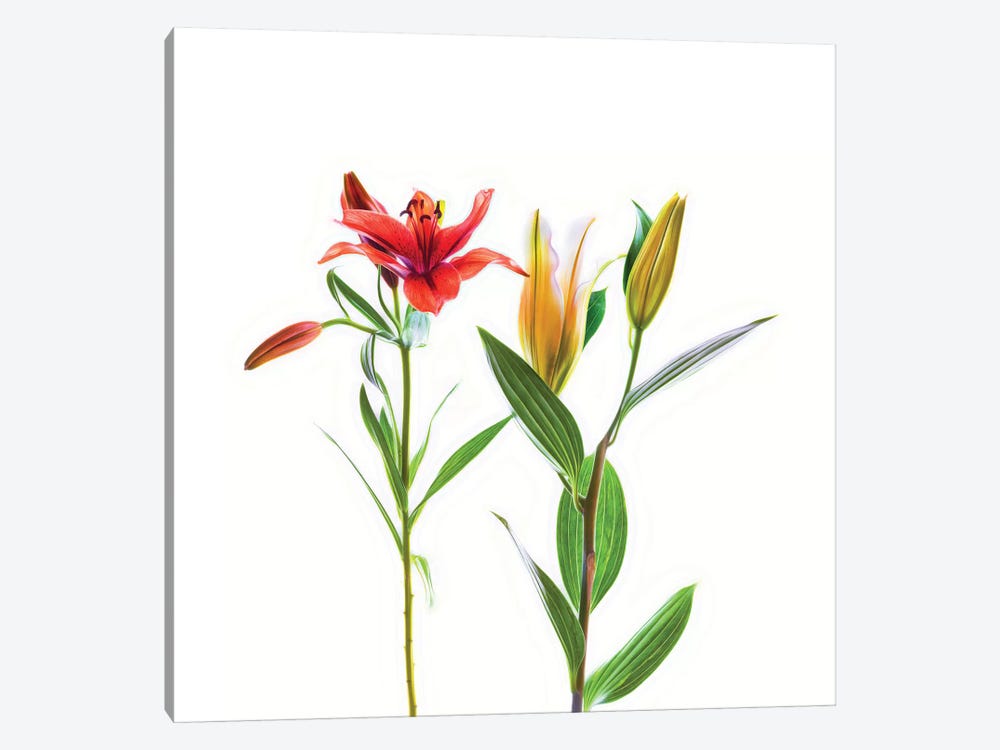 Lilies on a white background by Panoramic Images 1-piece Canvas Artwork