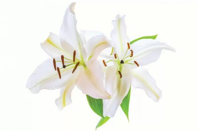 Lilies on a white background by Panoramic Images canvas print