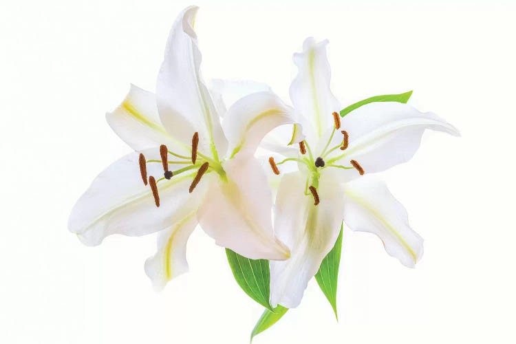 Lilies on a white background