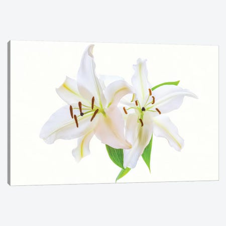 Lilies on a white background Canvas Print #PIM15563} by Panoramic Images Canvas Art Print