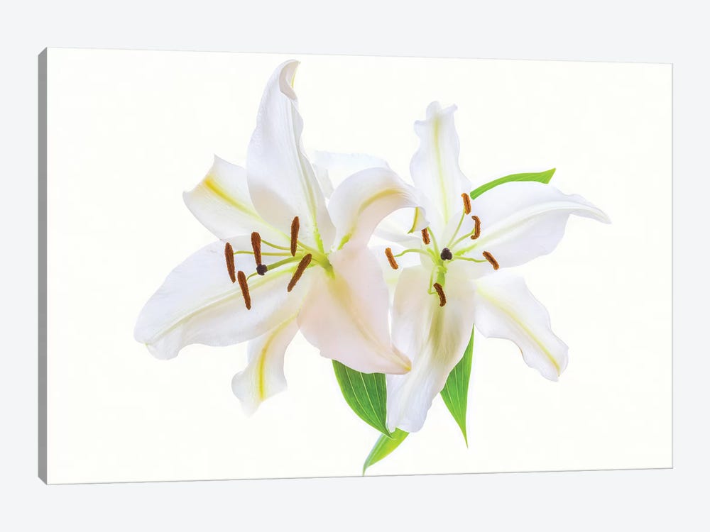 Lilies on a white background by Panoramic Images 1-piece Canvas Art Print