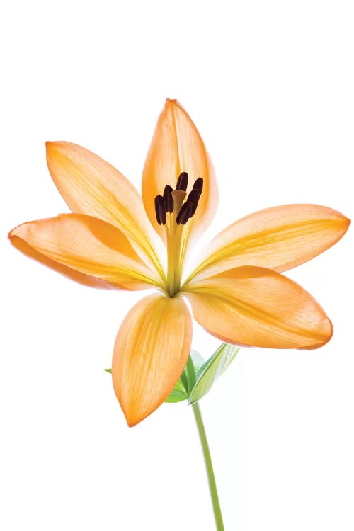 Lilies on a white background