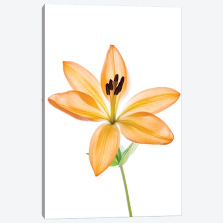 Lilies on a white background Canvas Print #PIM15564} by Panoramic Images Canvas Wall Art