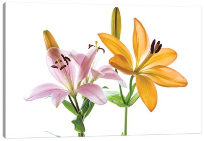 Lilies on a white background Canvas Art Print - Lily Art