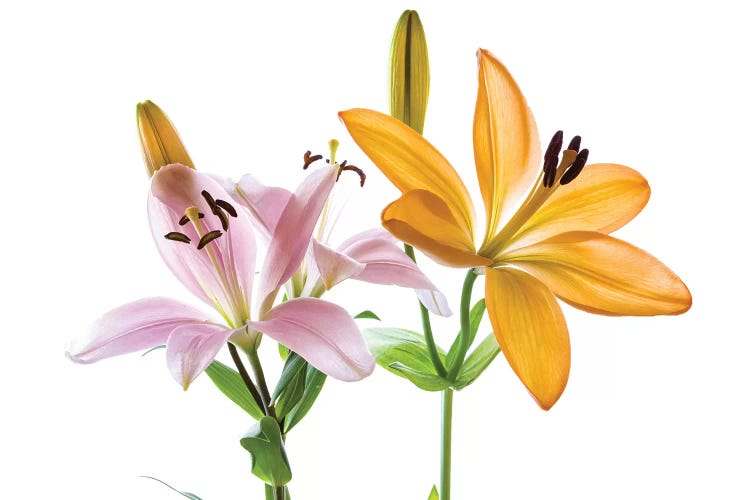 Lilies on a white background