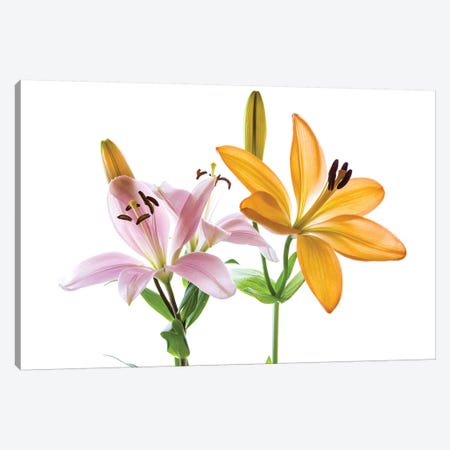 Lilies on a white background Canvas Print #PIM15565} by Panoramic Images Canvas Art