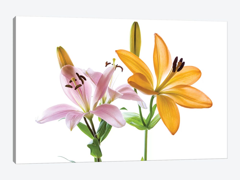 Lilies on a white background by Panoramic Images 1-piece Art Print