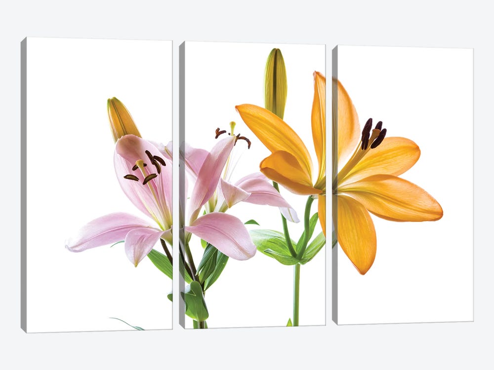Lilies on a white background by Panoramic Images 3-piece Canvas Art Print