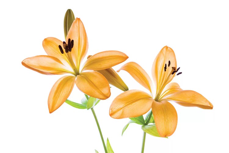 Lilies on a white background