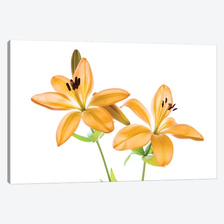 Lilies on a white background Canvas Print #PIM15566} by Panoramic Images Canvas Wall Art