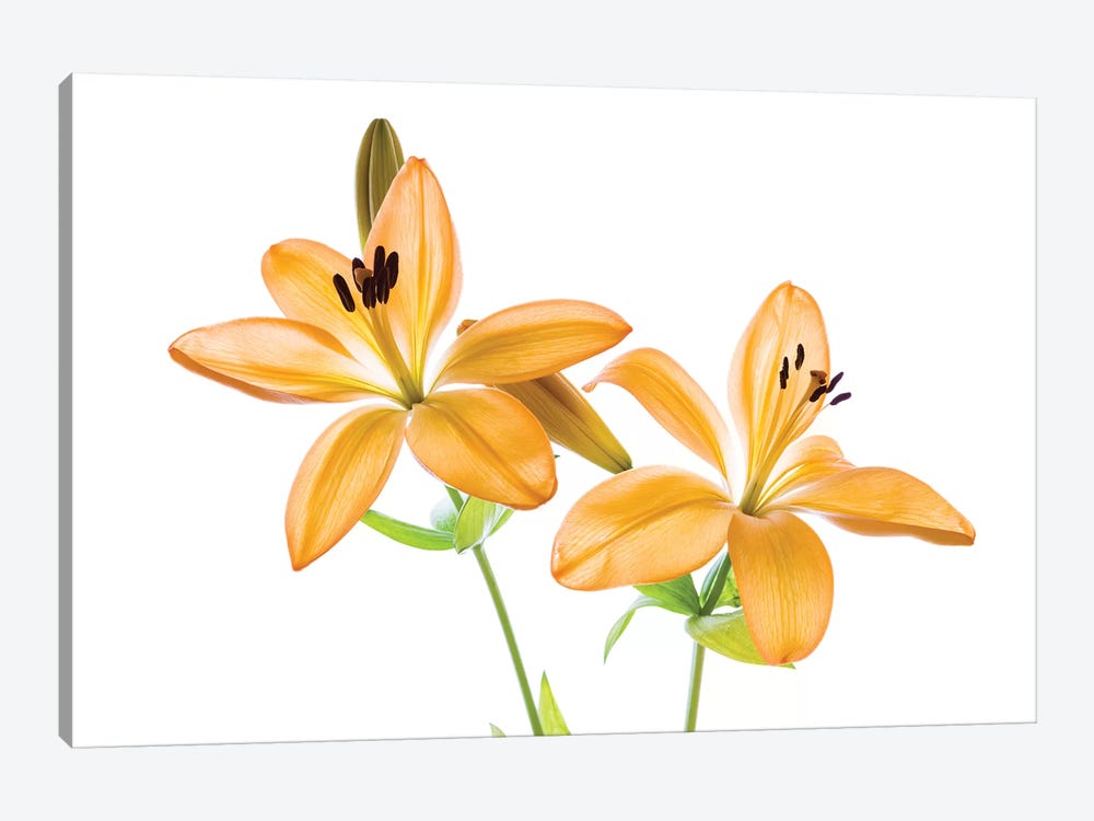 Lilies on a white background by Panoramic Images 1-piece Canvas Art