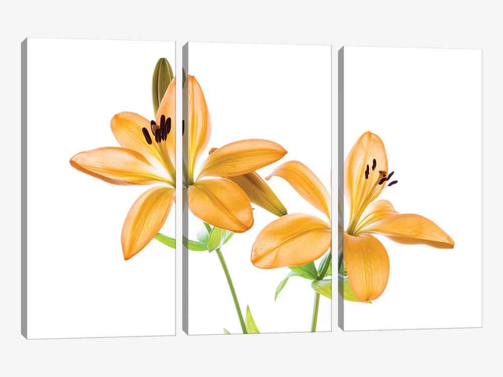 Lilies on a white background by Panoramic Images 3-piece Canvas Artwork