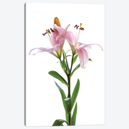 Lilies on a white background Canvas Print #PIM15567} by Panoramic Images Canvas Art