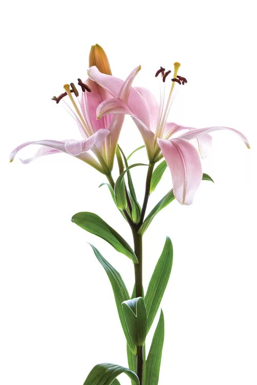 Lilies on a white background