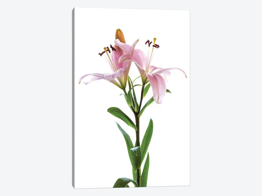 Lilies on a white background by Panoramic Images 1-piece Canvas Art Print