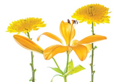 Lily and Chrysanthemums or Mums on a white background by Panoramic Images canvas print