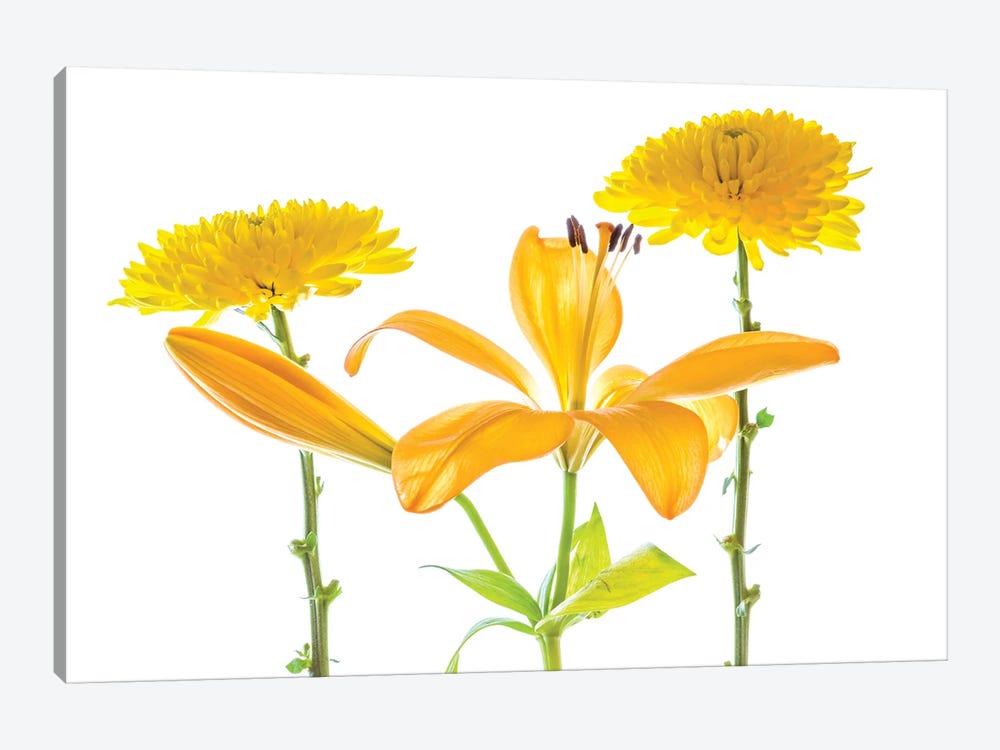 Lily and Chrysanthemums or Mums on a white background by Panoramic Images 1-piece Canvas Art