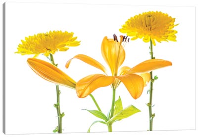 Lily and Chrysanthemums or Mums on a white background Canvas Art Print - Lily Art