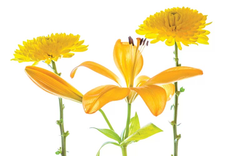 Lily and Chrysanthemums or Mums on a white background