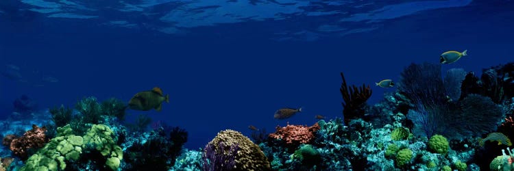 Underwater by Panoramic Images wall art