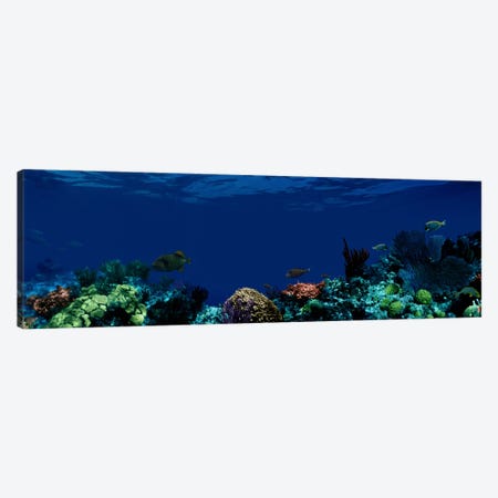 Underwater Canvas Print #PIM1556} by Panoramic Images Canvas Artwork