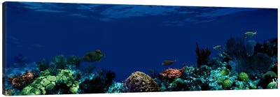 Underwater Canvas Art Print - Underwater Art