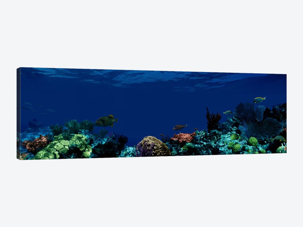 Underwater by Panoramic Images 1-piece Canvas Art Print