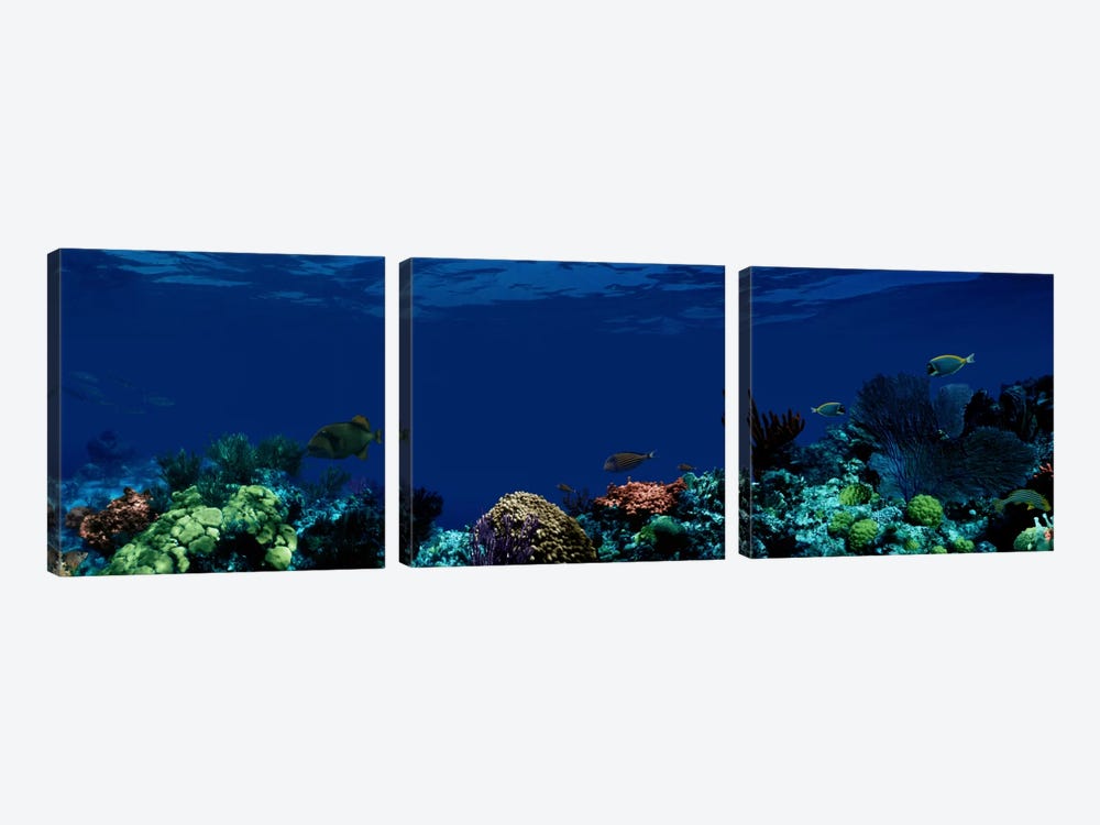 Underwater by Panoramic Images 3-piece Canvas Art Print