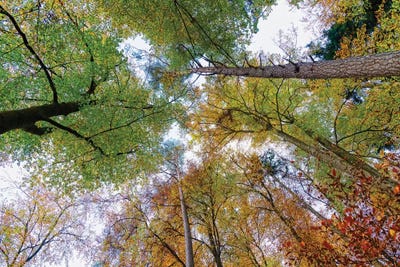 Looking up trees in autumn, Baden-Wurttemberg, Germany by Panoramic Images canvas print