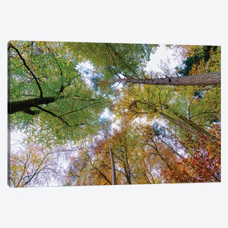 Looking up trees in autumn, Baden-Wurttemberg, Germany Canvas Print #PIM15573} by Panoramic Images Canvas Art