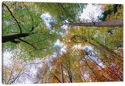 Looking up trees in autumn, Baden-Wurttemberg, Germany Canvas Art Print